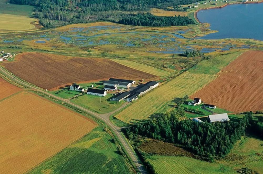 豬價(jià)持續(xù)低迷，精細(xì)化管理是企業(yè)長(zhǎng)期發(fā)展之道 ——養(yǎng)豬企業(yè)數(shù)字化轉(zhuǎn)型不能再等