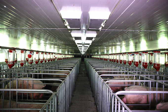 重慶市69種原種豬場實習感悟